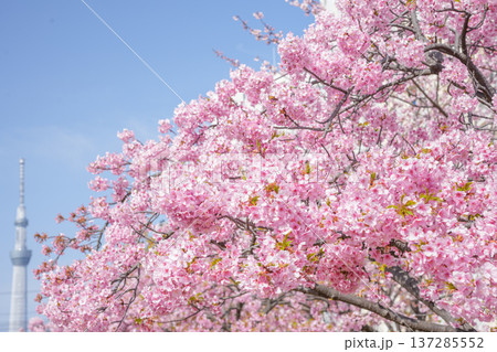 スカイツリーを背景にした河津桜 137285552