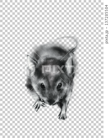 和風なネズミの墨絵素材 和風なネズミの墨絵素材 137285584