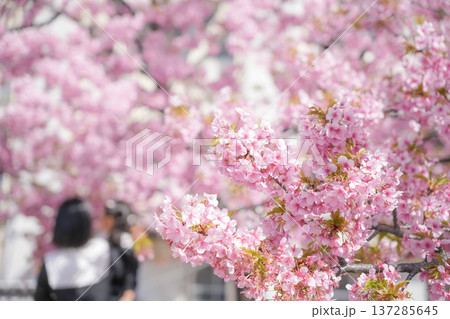 春イメージ　お花見 137285645