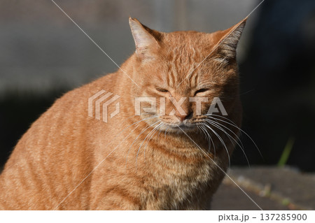 日光浴をする茶トラ猫 137285900