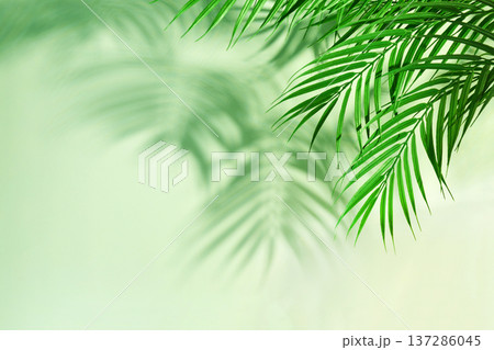 Palm leaves casting shadows on a green background Palm leaves casting shadows on a green background 137286045