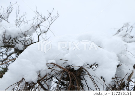 木に積もった雪 137286151