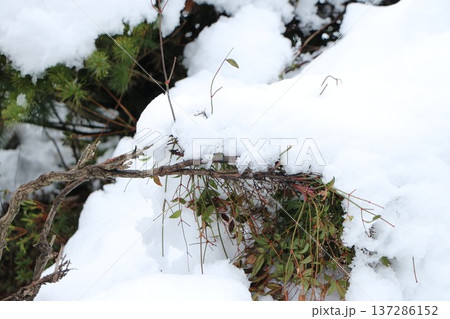 木に積もった雪 137286152