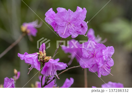 ツツジ 137286332
