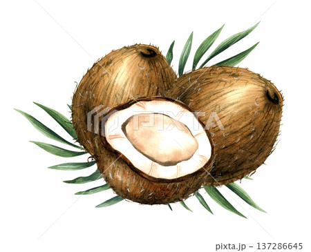 Watercolor arrangement with two whole coconut, half tropical fruit and leaves. Isolated illustration with white pulp and brown shell for coconut milk and cosmetics packaging, oil label, healthy food 137286645