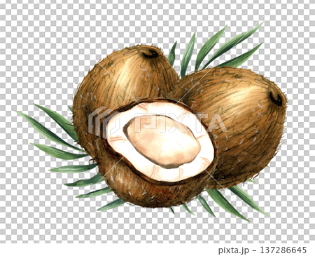 Watercolor arrangement with two whole coconut, half tropical fruit and leaves. Isolated illustration with white pulp and brown shell for coconut milk and cosmetics packaging, oil label, healthy food 137286645
