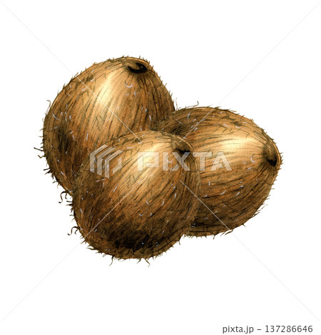 Watercolor tree whole tropical coconut fruit. Detailed botanical illustration with organic texture. Hand drawn isolated composition for organic cosmetic packaging, food design, summer menu design 137286646