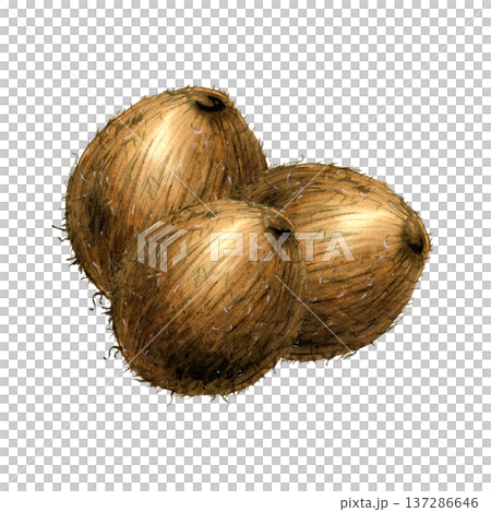 Watercolor tree whole tropical coconut fruit. Detailed botanical illustration with organic texture. Hand drawn isolated composition for organic cosmetic packaging, food design, summer menu design 137286646