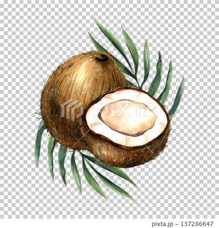 Watercolor whole coconut, half tropical fruit and leaves. Isolated botanical illustration with white pulp and brown shell for coconut milk and cosmetics packaging, oil label, organic healthy food Watercolor whole coconut, half tropical fruit and leaves. Isolated botanical illustration with white pulp and brown shell for coconut milk and cosmetics packaging, oil label, organic healthy food 137286647