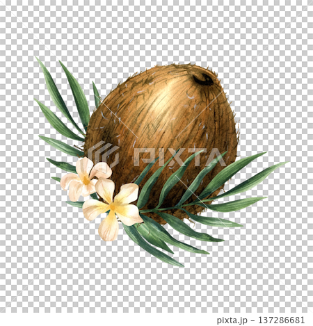 Watercolor whole tropical coconut fruit with greenery and blossom. Elegant summer illustration with white flower and leaves. Hand drawn isolated arrangement for oil, cosmetic packaging, menu design Watercolor whole tropical coconut fruit with greenery and blossom. Elegant summer illustration with white flower and leaves. Hand drawn isolated arrangement for oil, cosmetic packaging, menu design 137286681