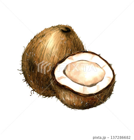 Watercolor composition coconut whole and half. Isolated illustration with white pulp and brown shell. Tropical fruit for coconut milk packaging, organic oil label, healthy food, pattern design Watercolor composition coconut whole and half. Isolated illustration with white pulp and brown shell. Tropical fruit for coconut milk packaging, organic oil label, healthy food, pattern design 137286682