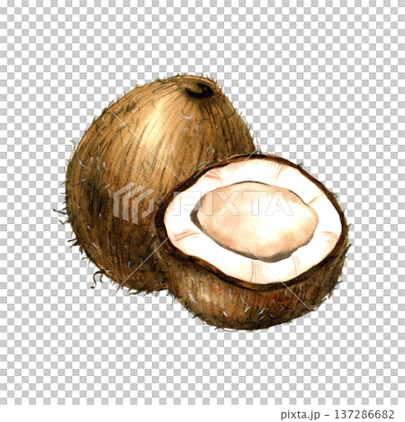 Watercolor composition coconut whole and half. Isolated illustration with white pulp and brown shell. Tropical fruit for coconut milk packaging, organic oil label, healthy food, pattern design Watercolor composition coconut whole and half. Isolated illustration with white pulp and brown shell. Tropical fruit for coconut milk packaging, organic oil label, healthy food, pattern design 137286682