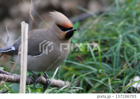 レンジャク(ヒレンジャク)の全身写真・枝にとまる野鳥(自然・野鳥観察) レンジャク(ヒレンジャク)の全身写真・枝にとまる野鳥(自然・野鳥観察) 137286705