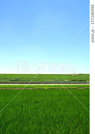 稲の生育順調な初夏の田んぼとサイクリングロードのある江戸川土手風景 137286998
