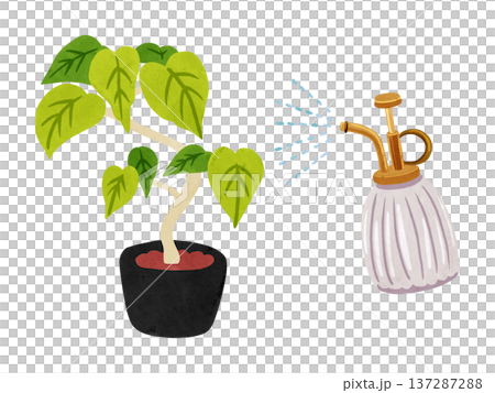 一盆繖形霧草(Mistphycus umbellata),手繪水彩插圖 一盆繖形霧草(Mistphycus umbellata),手繪水彩插圖 137287288