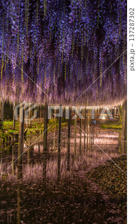 ライトアップされた藤棚の縦画像 137287302