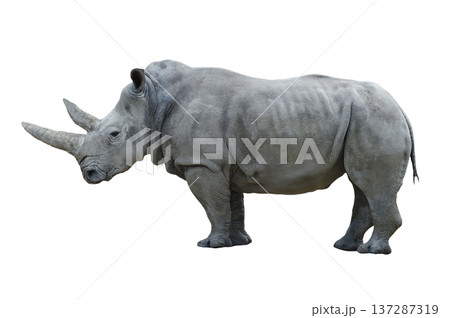 white rhino isolated on white background white rhino isolated on white background 137287319