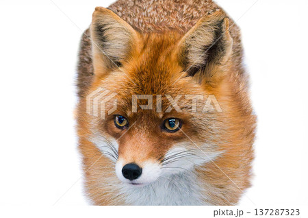 fox portrait isolated on white background fox portrait isolated on white background 137287323