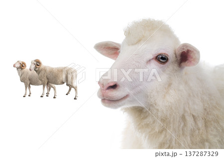 portrait sheep isolated on white background 137287329