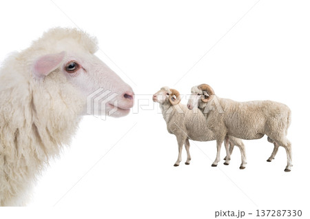 portrait sheep isolated on white background 137287330