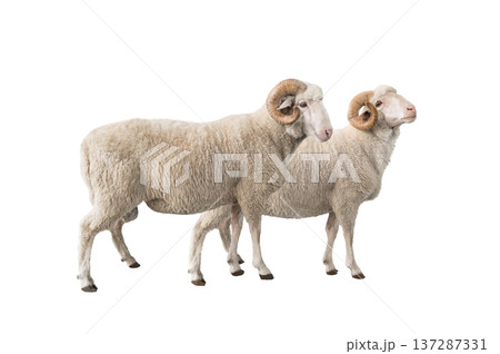two white ram isolated on white background two white ram isolated on white background 137287331
