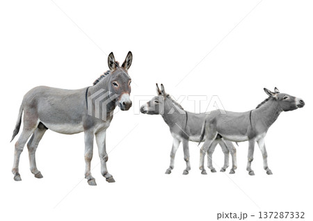 three donkey isolated on white background. 137287332