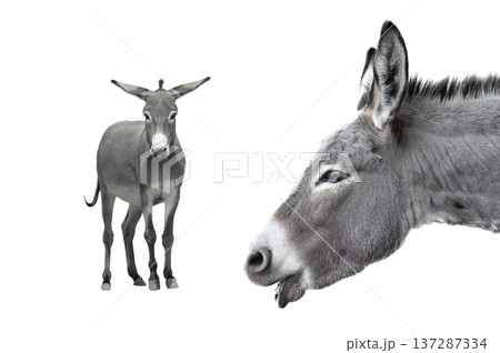 two portrait donkey isolated on white background two portrait donkey isolated on white background 137287334