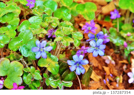 早春の妖精・雪割草の花 137287354
