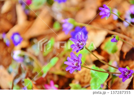 早春の妖精・雪割草の花 早春の妖精・雪割草の花 137287355