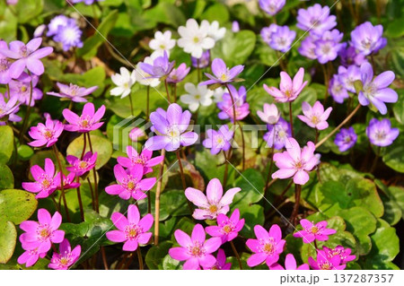 早春の妖精・雪割草の花 早春の妖精・雪割草の花 137287357