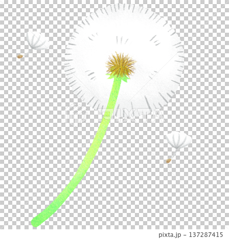 タンポポの綿毛 タンポポの綿毛 137287415