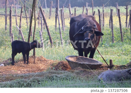 ネパールルンビニのスイギュウの親子のいる風景 ネパールルンビニのスイギュウの親子のいる風景 137287506