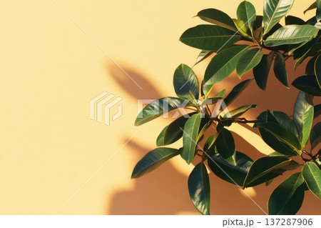 Subtle Plant Shadows on Minimalist Soft Background 137287906