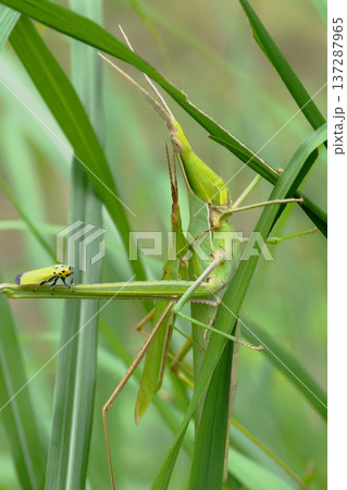 ショウリョウバッタ（ペア）と脚に乗るツマグロオオヨコバイ 137287965