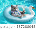 Fluffy British Shorthair Cat Relaxing in Pool with Cocktail on a Flamingo Float 137288048