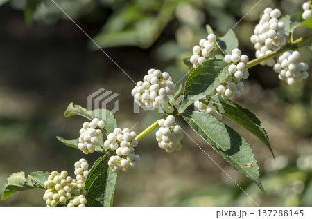 コムラサキ コムラサキ 137288145