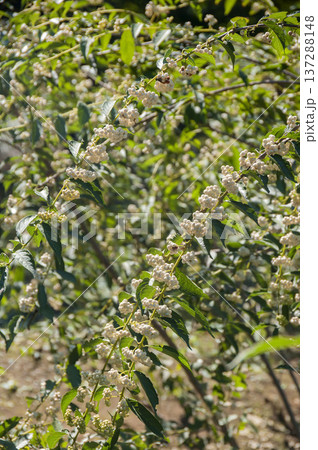 コムラサキ コムラサキ 137288148