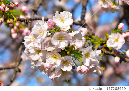 八重桜 法明寺 大阪造幣局にて 八重桜 法明寺 大阪造幣局にて 137288429