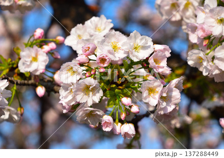 八重桜　法明寺　大阪造幣局にて 137288449