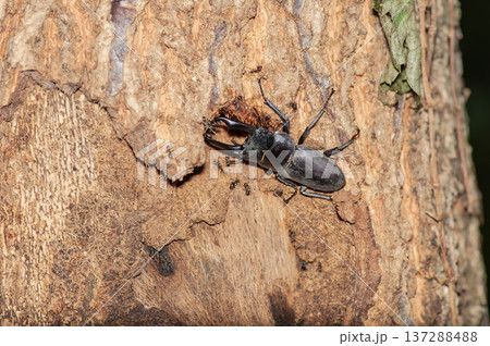 コクワガタ 137288488
