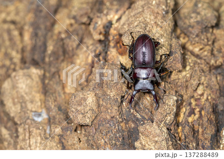 コクワガタ 137288489