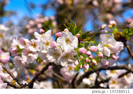 八重桜 法明寺 大阪造幣局にて 八重桜 法明寺 大阪造幣局にて 137288511