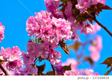 八重桜 八重紫桜 大阪造幣局にて 八重桜 八重紫桜 大阪造幣局にて 137288656