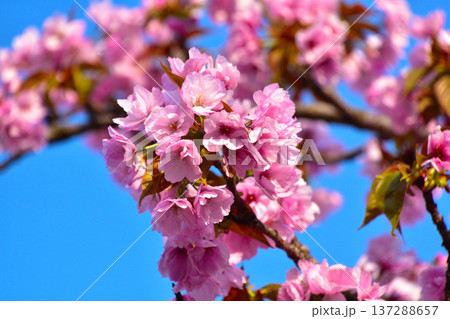 八重桜 八重紫桜 大阪造幣局にて 八重桜 八重紫桜 大阪造幣局にて 137288657