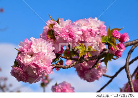 八重桜　春日井　大阪造幣局にて 137288700