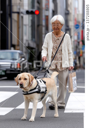 犬と横断歩道を渡る高齢女性 犬と横断歩道を渡る高齢女性 137288805