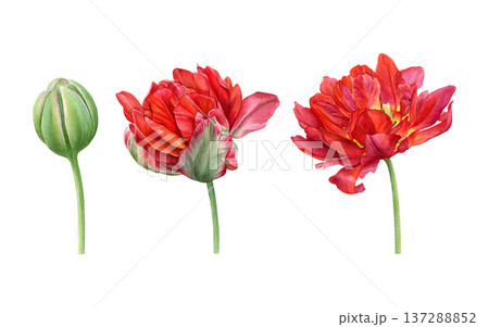 Watercolor set showing a red double tulip in three stages: closed bud, blooming and fully open flower on a white background. Ideal for prints, packaging, cards, and floral branding Watercolor set showing a red double tulip in three stages: closed bud, blooming and fully open flower on a white background. Ideal for prints, packaging, cards, and floral branding 137288852