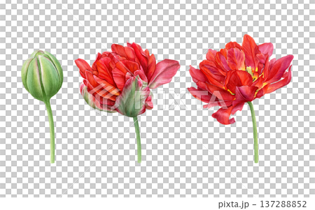 Watercolor set showing a red double tulip in three stages: closed bud, blooming and fully open flower on a white background. Ideal for prints, packaging, cards, and floral branding 137288852