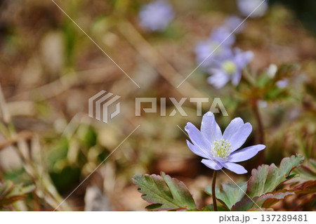 キクザキイチゲの花 137289481