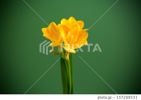 Single yellow freesia flower on green background Single yellow freesia flower on green background 137289531